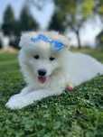 Piękny piesek Samojed/Samoyed GOTOWY DO ODBIORU