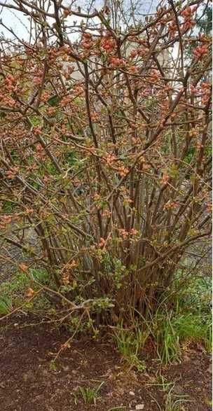 Pigwowiec, sadzonki 5 szt - _wysył.