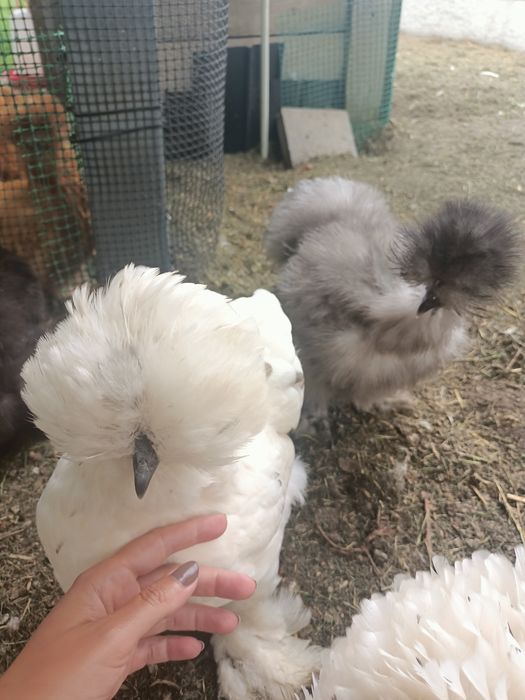 Jajka lęgowe od moich silek ( kura jedwabista,satynowa, lok)