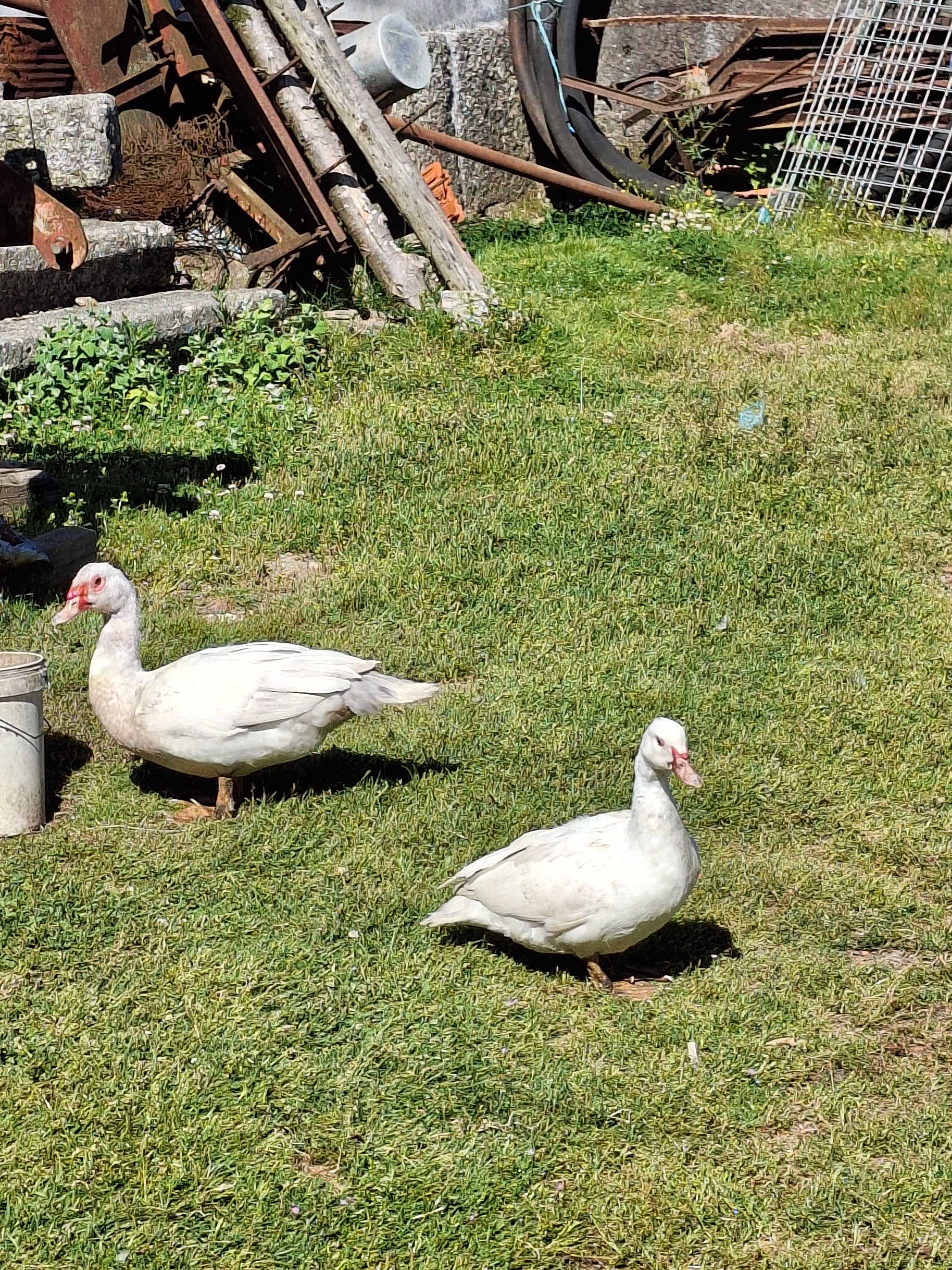 Patos mudos criados ao ar livre