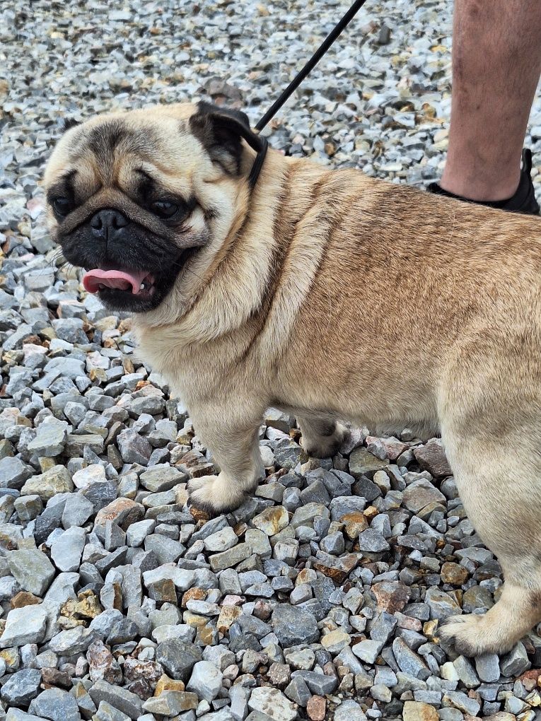 Mops 5 lat z rodowodem FCI szuka domu