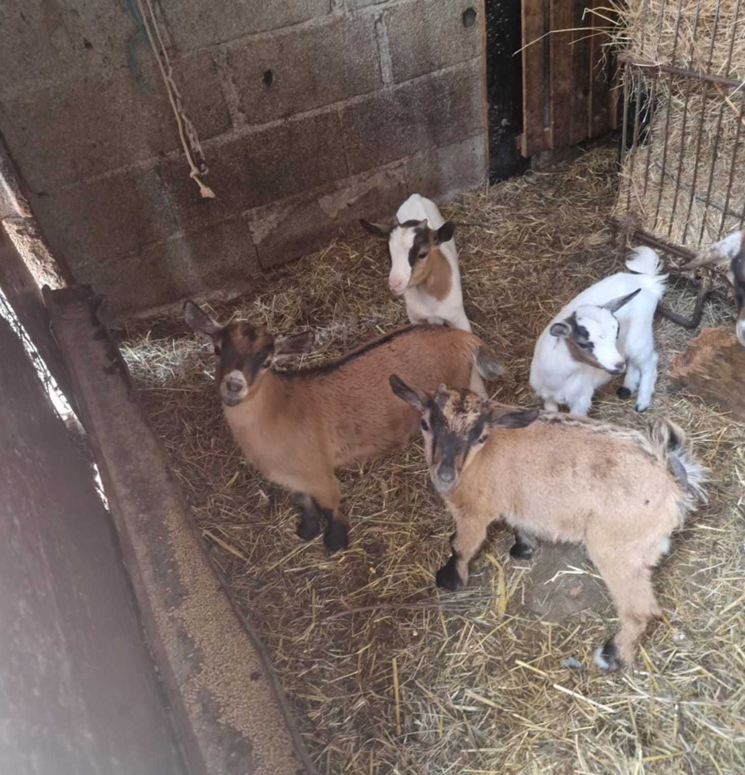 Vendo cabras e cabritos de raça anã