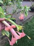 Datura roz pelna