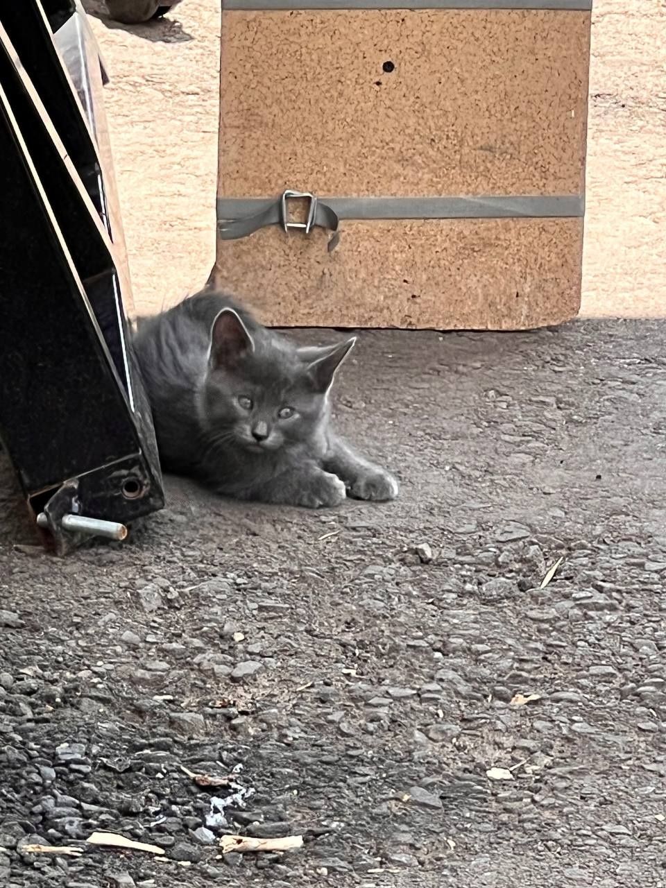 Отдам котят в добрые руки