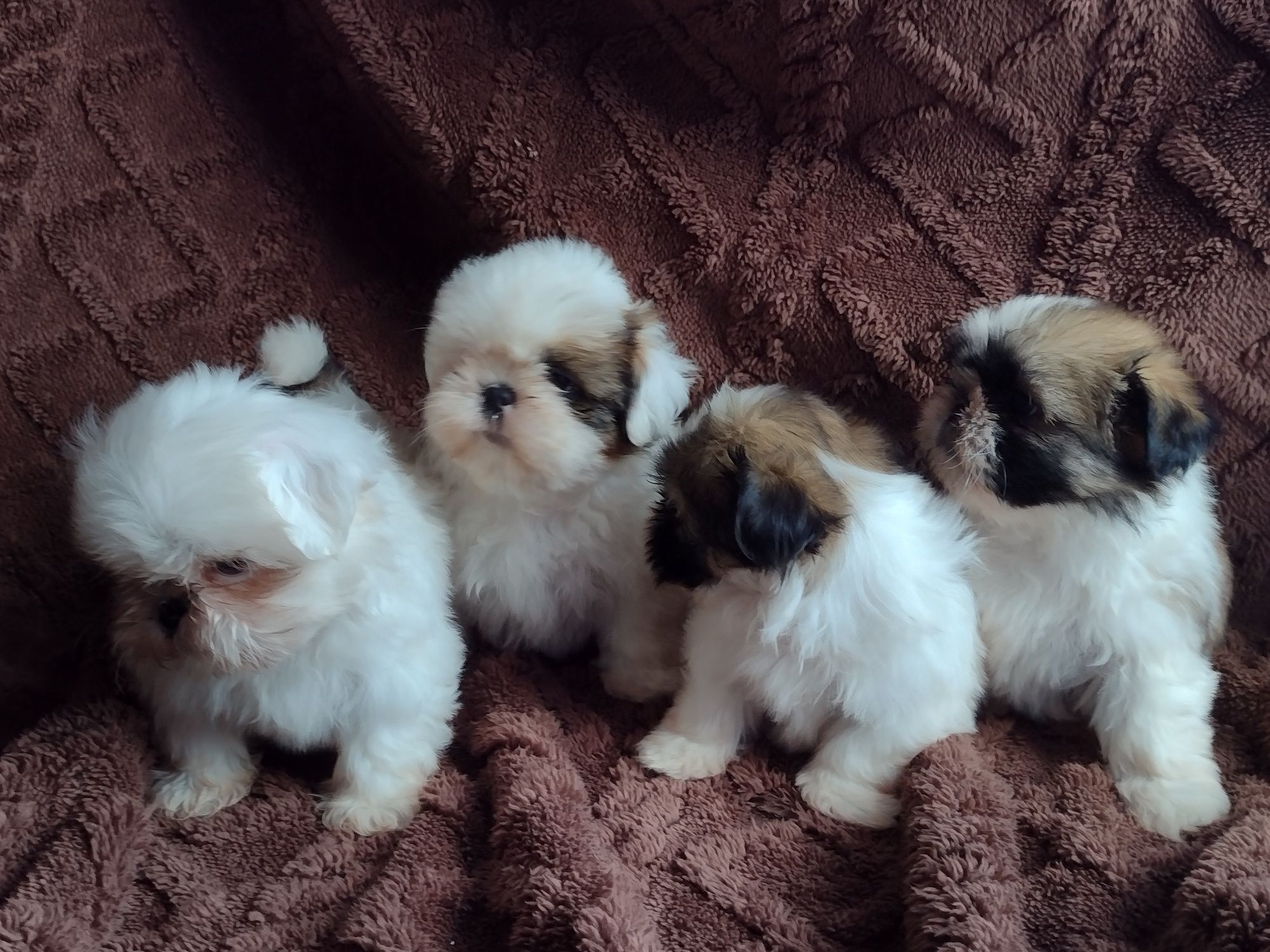 Maluszki shih tzu
