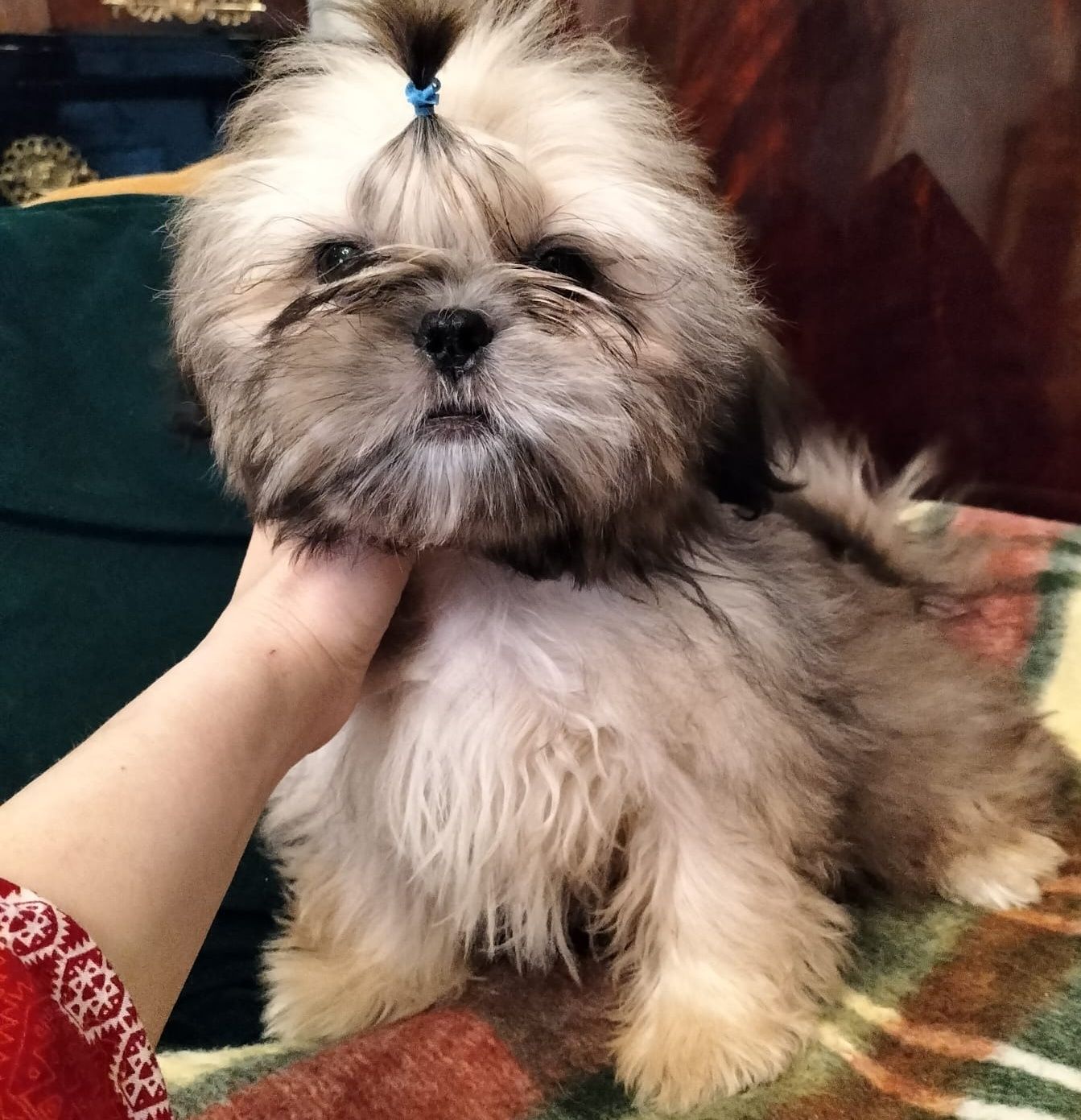 Chłopiec shih tzu