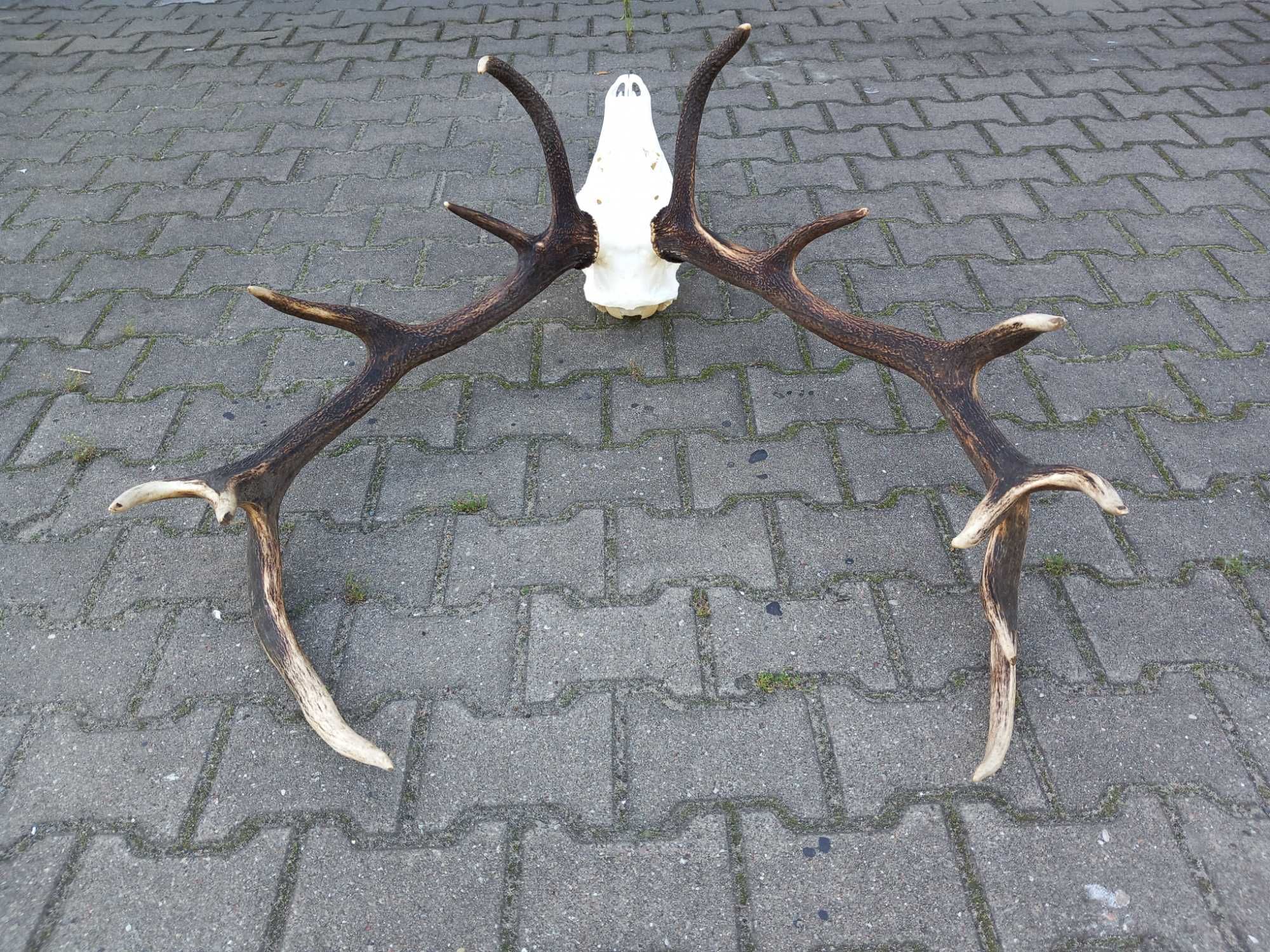 Poroże 7,4 kg, Byk, Wieniec, Jeleń, Rogi, Czternastak,