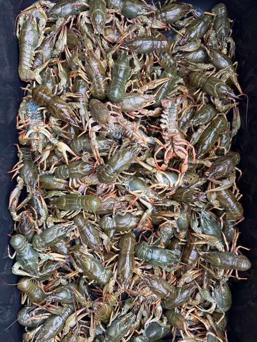 Продам Живі Раки