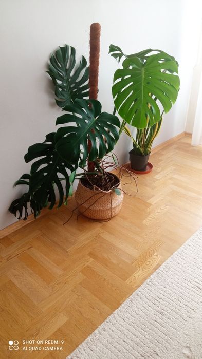 Monstera kwiat domowy
