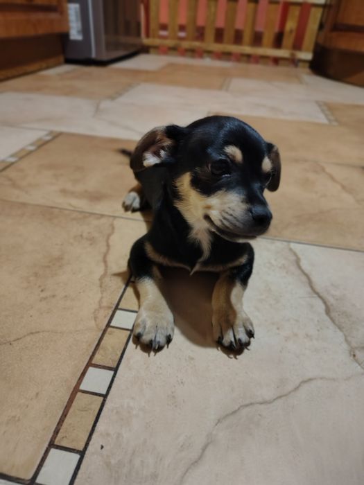 Żbik malutki szczeniaczek w typie pinczera do adopcji.