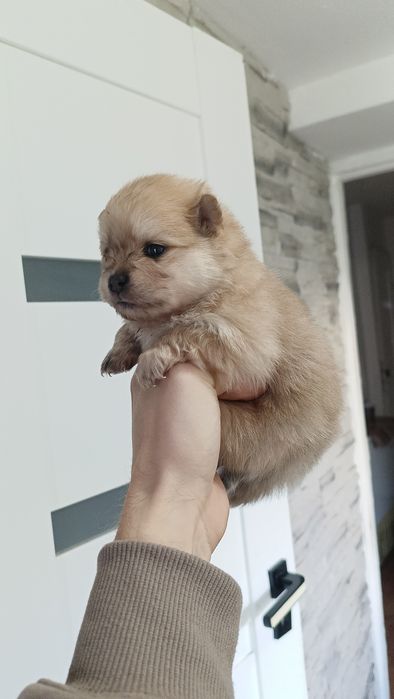 Suczka Szpic miniaturowy pomeranian MIŚ