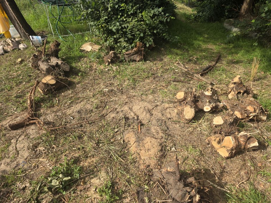 Korzenie drzew oddam