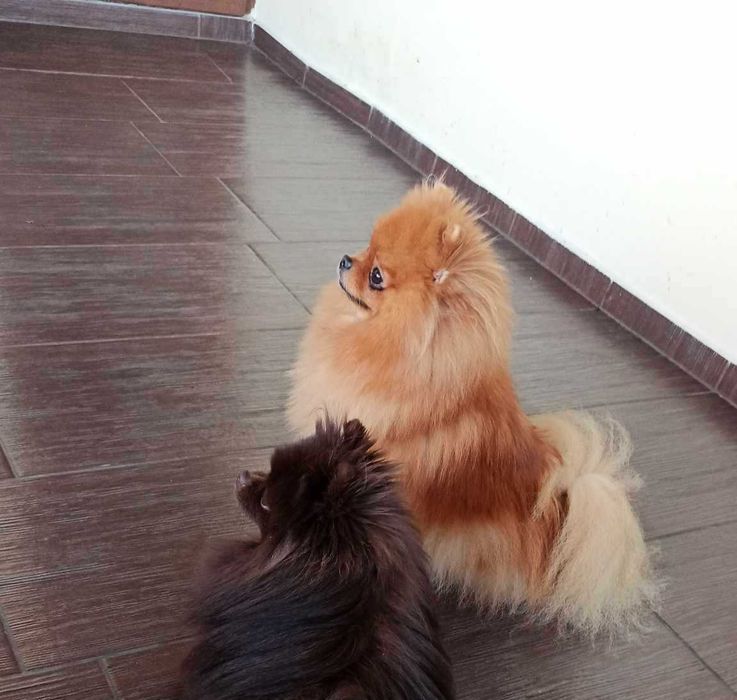 Sunia Pomeranian Szpic miniaturowy