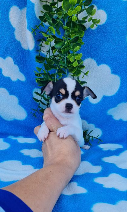 Estupendo Chihuahua/Chiuaua de Qualidade