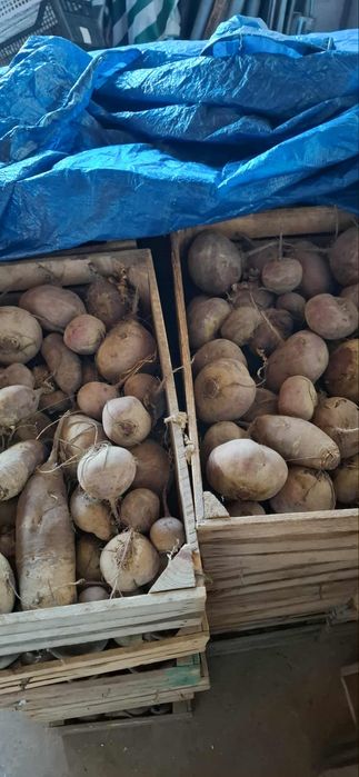 Buraki czerwone dla zwierząt 50 gr kg