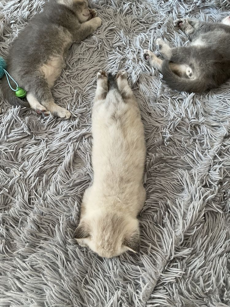 Шотландські чистокровні кошенята, котик фолд,шотландские котята