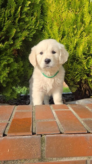 Golden Retriever Piesek