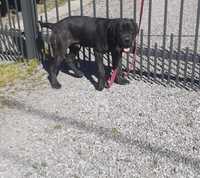 Piesek cane corso