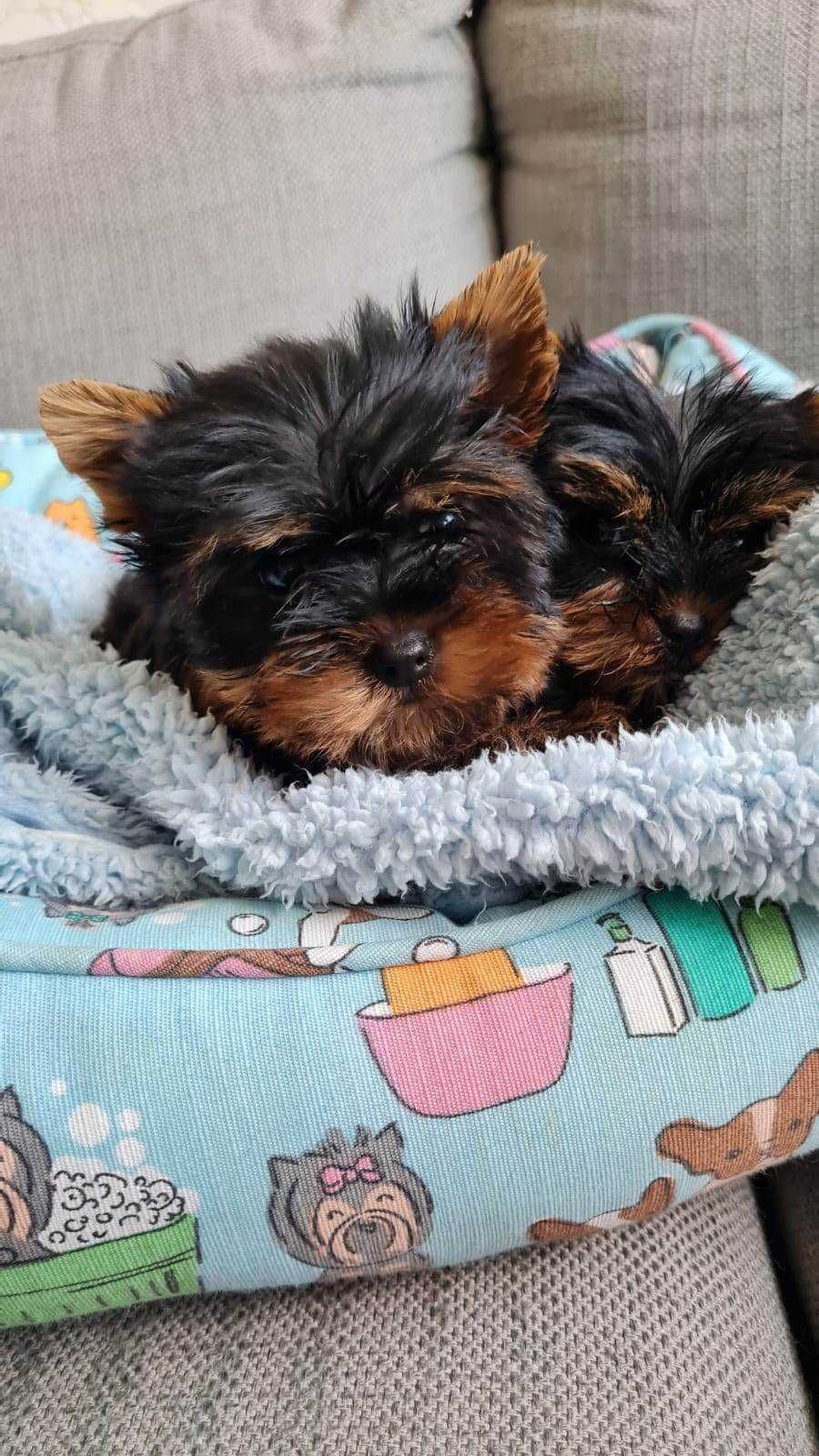 Piesek Yorkshire Terrier Miniaturka z Rodowodem