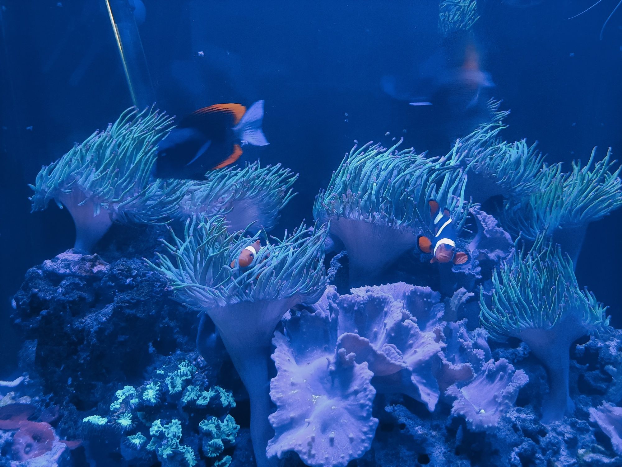 Água salgada peixes anémonas corais