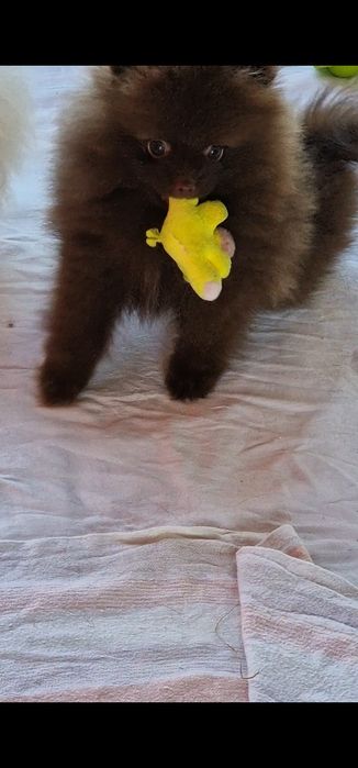 Szpic miniaturowy/pomeranian samczyk.Mozliwość Paszport