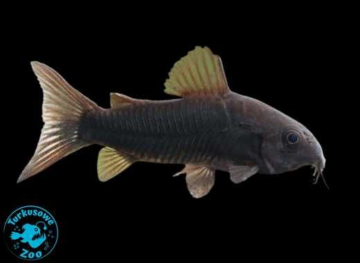 Rybka akwariowa KIRYS VENEZUELA BLACK Akwarystyczny Turkusowe Zoo