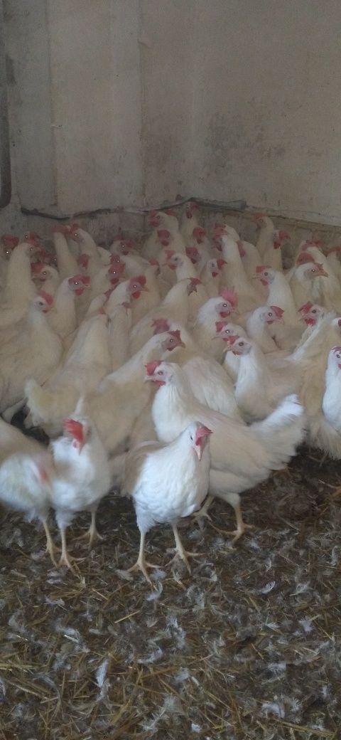 Nioski Leghorn najlepsze Kury!! Wysyłka!