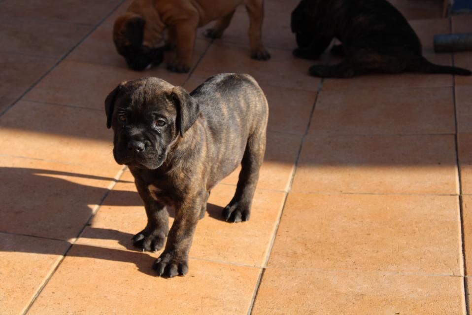 Casabullangels Criação & Seleçao da Raça Bullmastiff