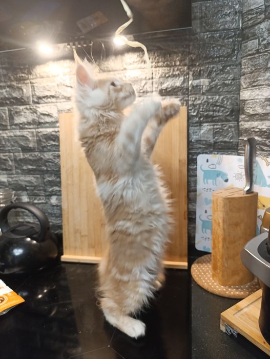 Rude Maine Coon FPL śliczne kluski