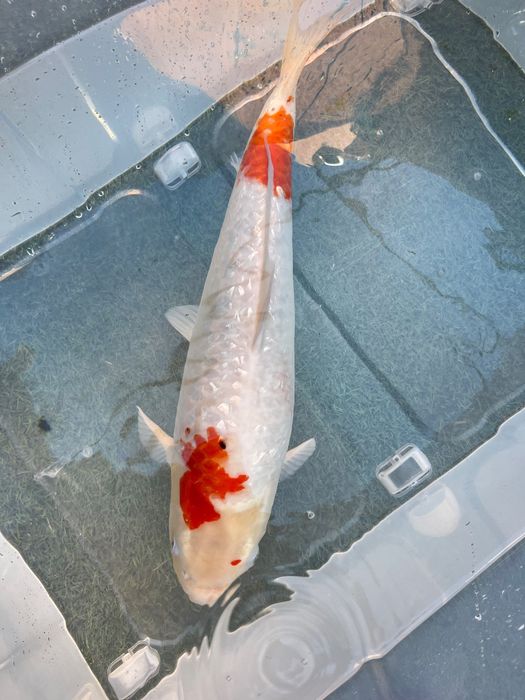 Carpa Koi incrível