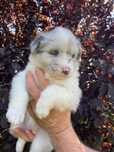 Border collie- ZKwP/FCI
