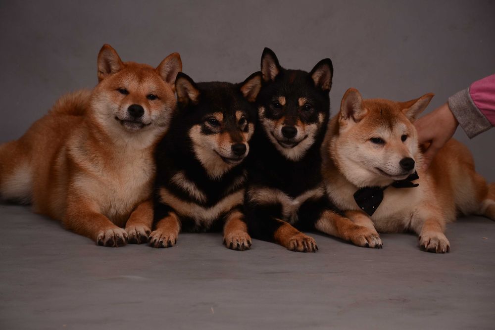 Справжній японське диво. Цуценята породи шиба-ину.