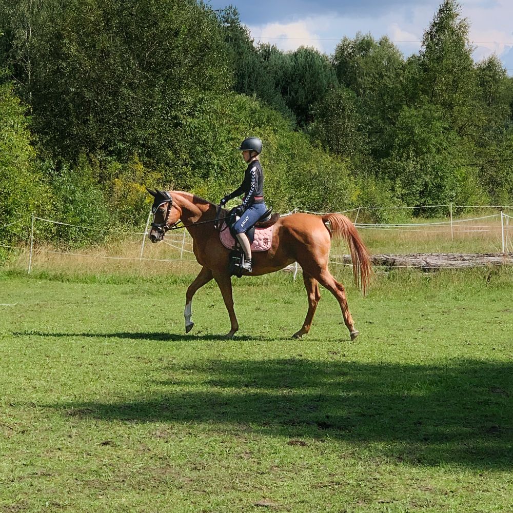 6 letnia Arabska Kasztanka