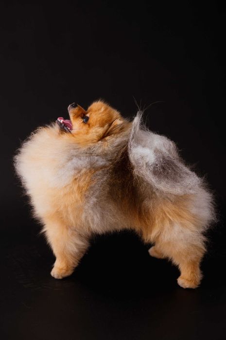 Reproduktor Pomeranian FCI