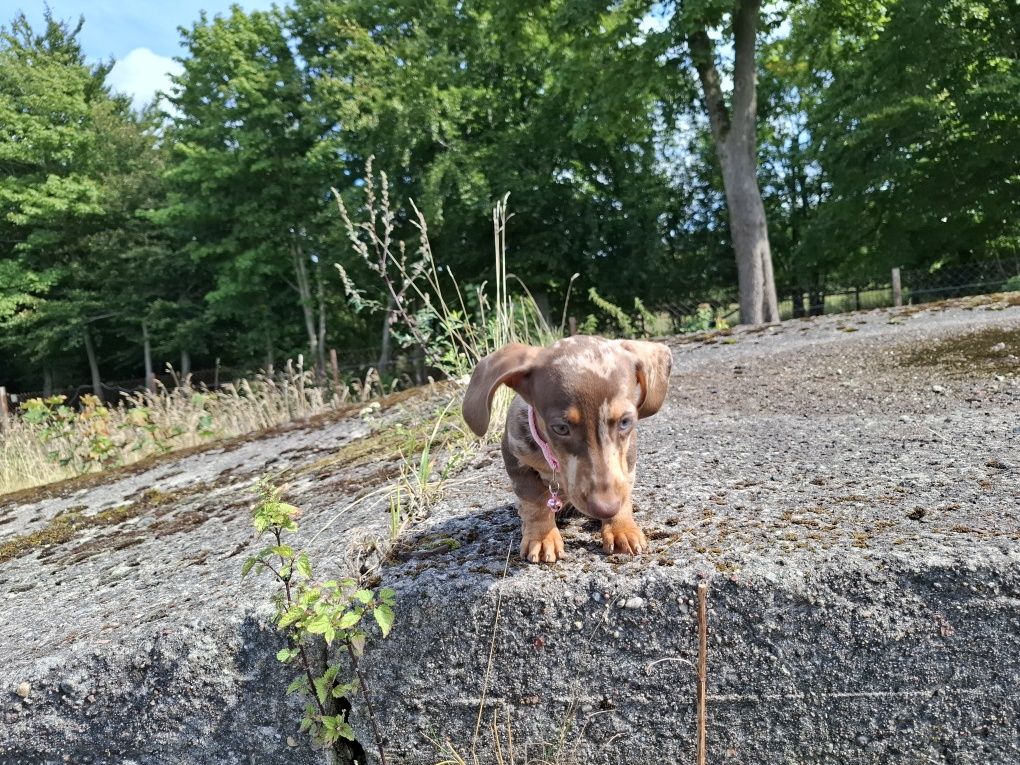 jamnik miniaturowy suczka merlle choco