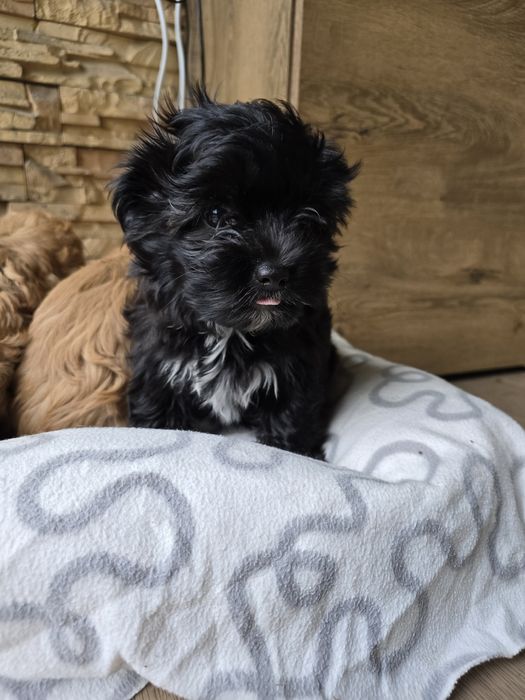 Maltipoo piesek samiec