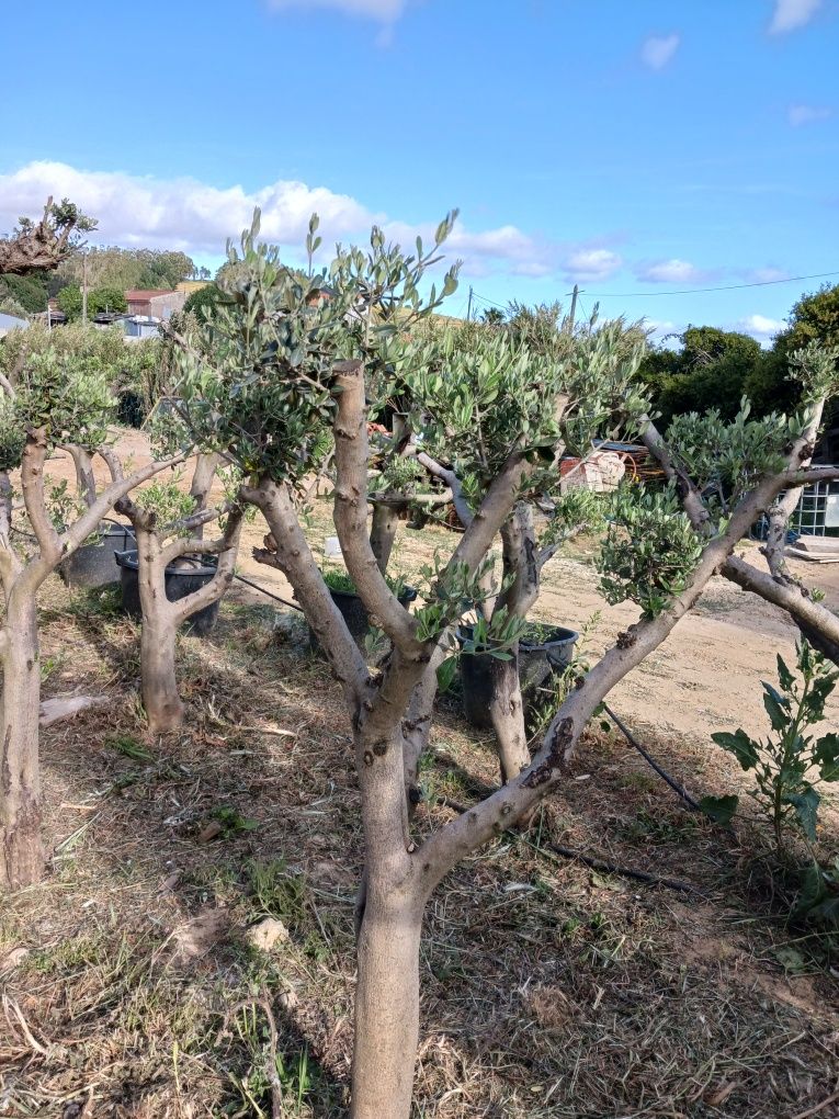 Oliveiras para Jardim