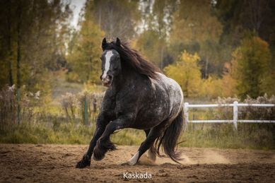 Gypsy Cob | Gypsy Vanner | Tinker - Hodowla koni | Koń | Konie | Kuc