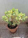 Flor grande com vaso