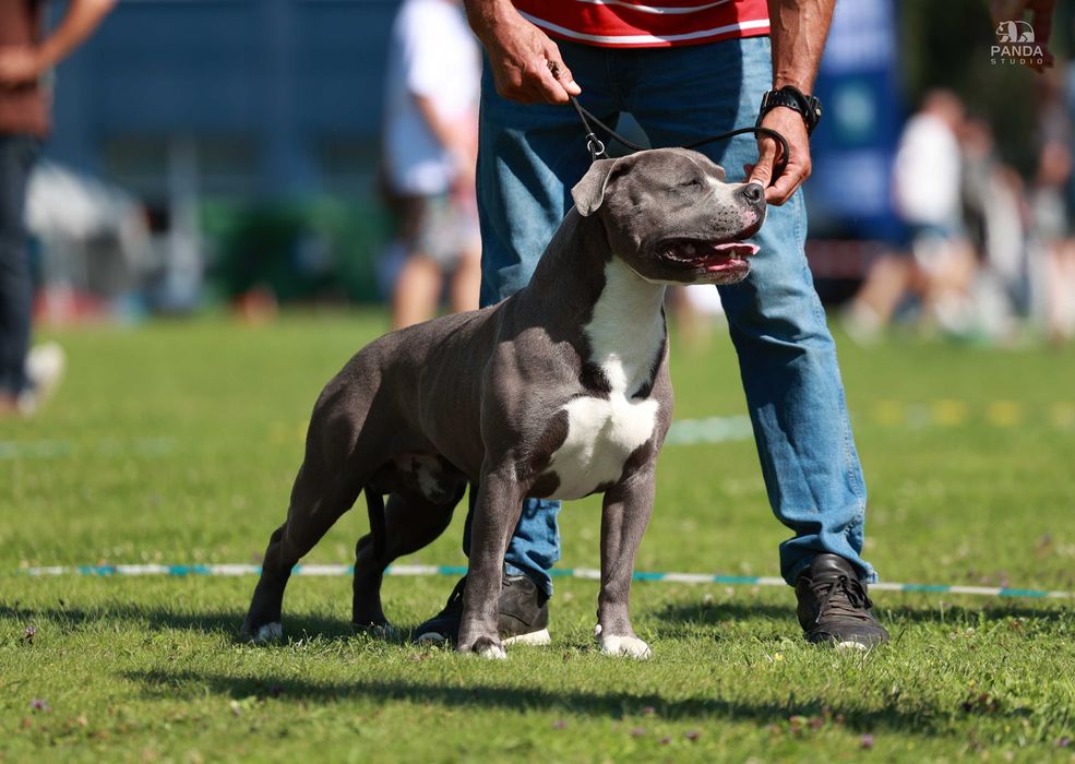 American Staffordshire Terrier ZKwP Amstaff FCI, mocny błękitny samiec