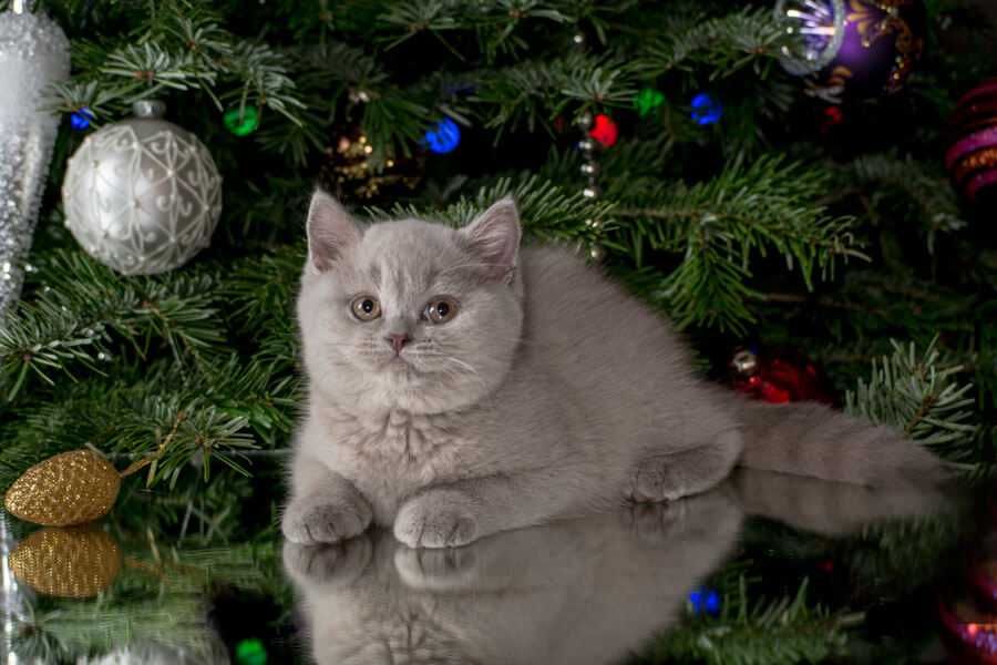 British Shorthair lilac