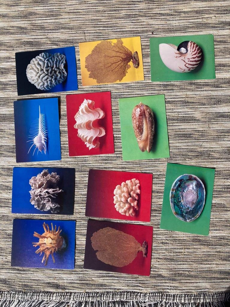 Muszle rafa koralowa kartki pocztowe pocztówki Muzeum Morskie Gdynia