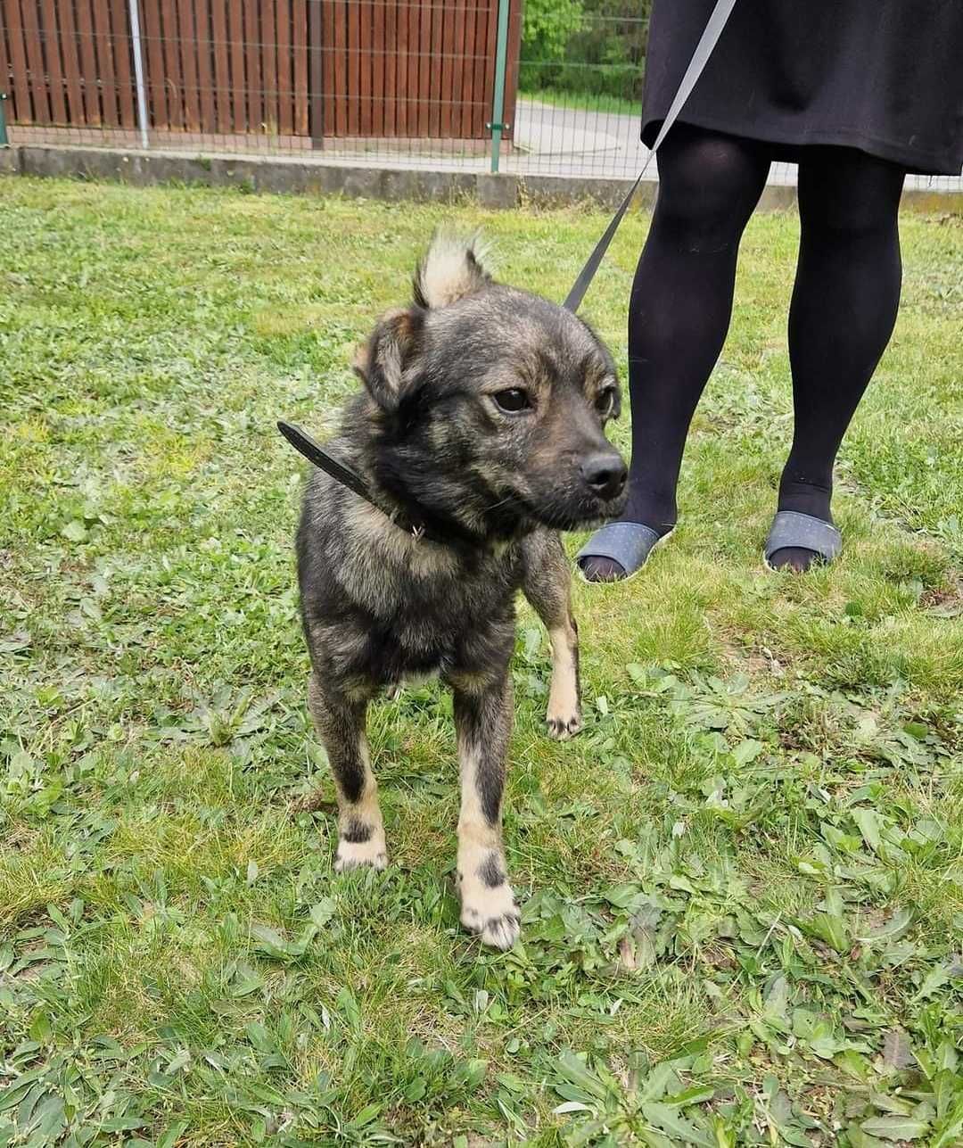 Piesek Jerry szuka kochającego domu - waży ok. 9kg