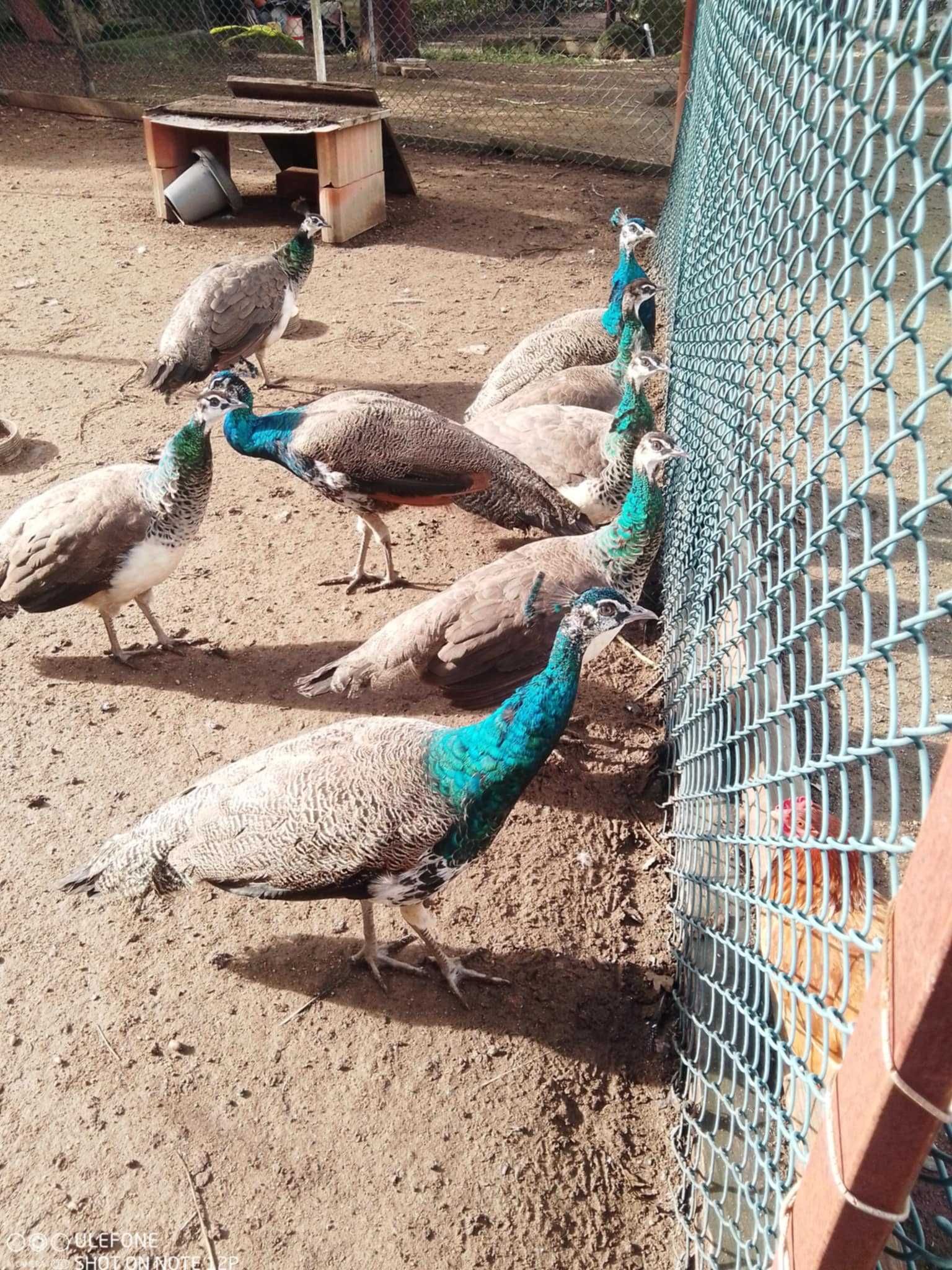 Pavao para venda (macho) - 45€