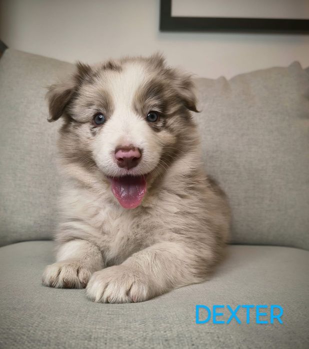 Border Collie Chocolate Merle Badania