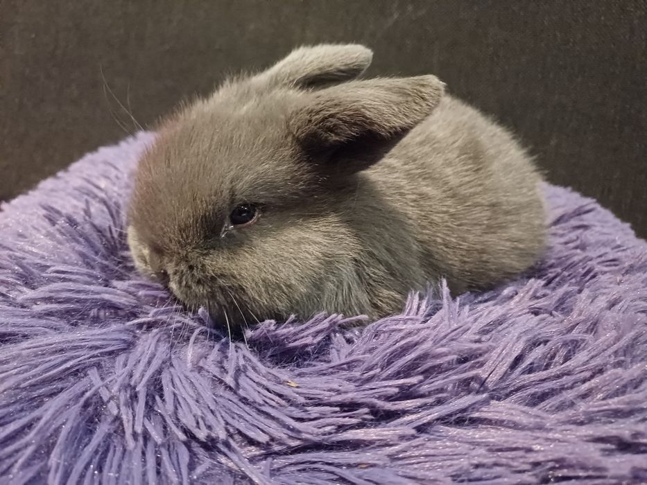 Kroliczek Mini Lop dp rezerwacji