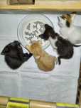 Gatinhos para Adoção Responsável