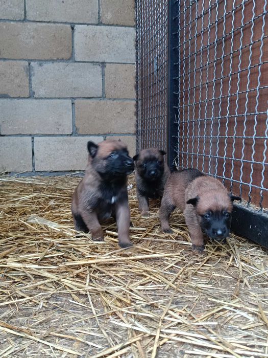 малінуа документи всі впорядку