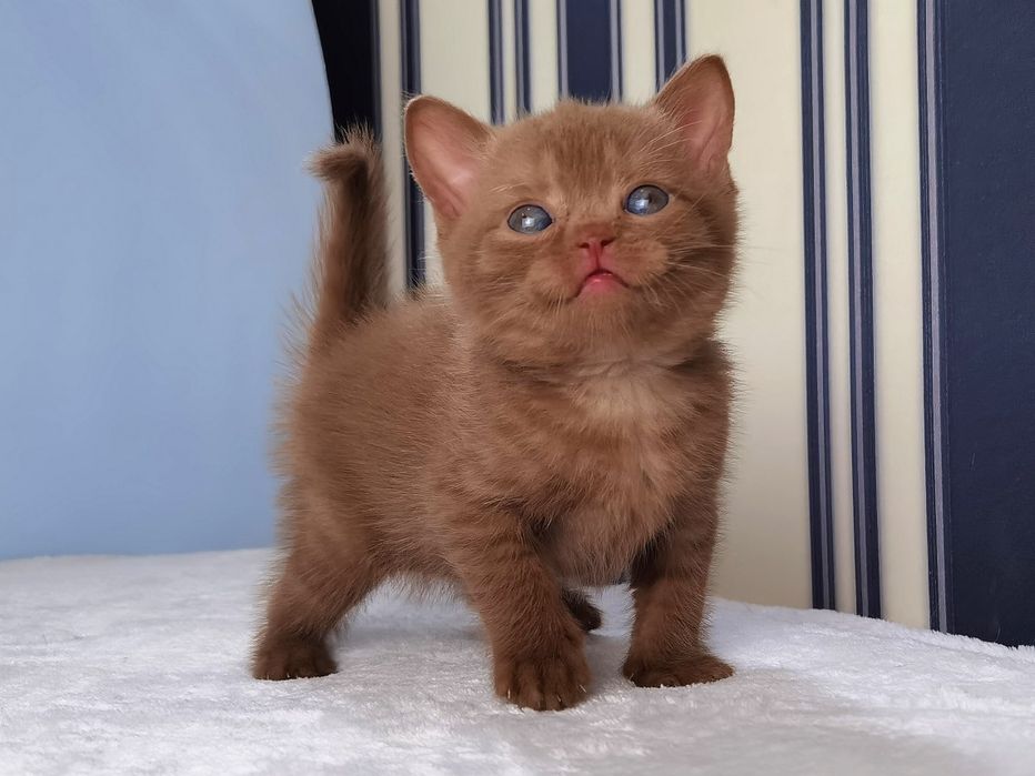 Цинамонове кошеня з документами клубу