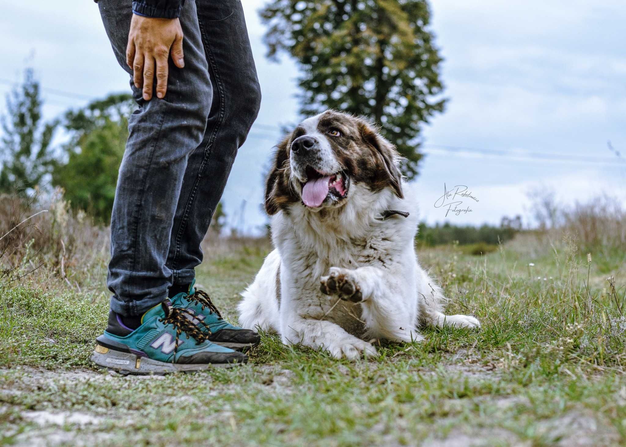 Wspaniała Iskra w typie moskiewskiego psa stróżującego! Adoptuj Ją!